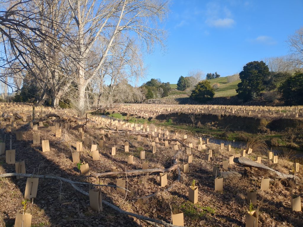 Rows of EcoShield plant guards along a stream at Beuke’s Bush restoration site