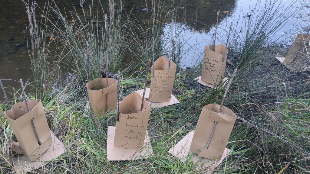 Cardboard plant guards decorated by Tasman School students with native fish protection messages, beside Fields Creek