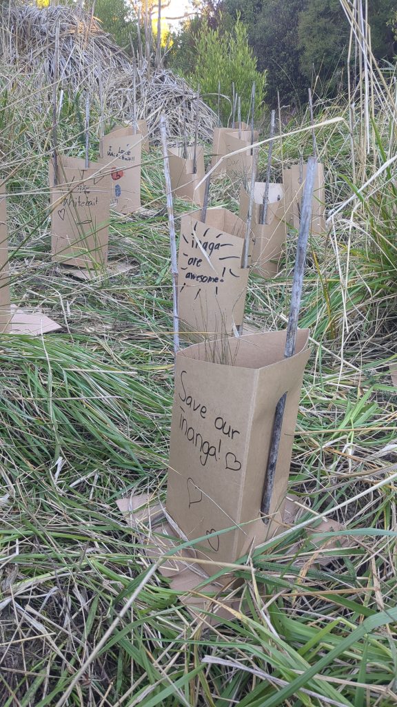 Plant guard decorated with "Save our inanga" message by a Tasman School student at the Fields Creek restoration site