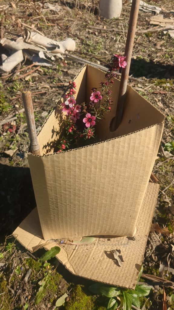EcoShield Core plant guard with flowering mānuka growing inside