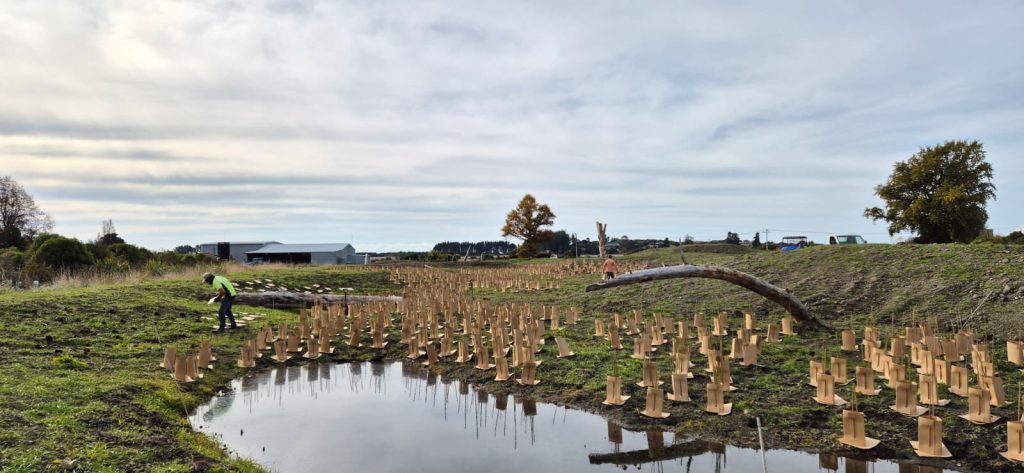 Large-scale wetland restoration planting using EcoShield Pro plant guards and EcoShield Base weed mats, around one year after planting
