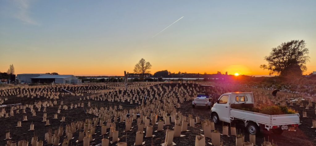 Thousands of EcoShield Pro plant guards with EcoShield Base weed mats across a large-scale restoration planting at sunset
