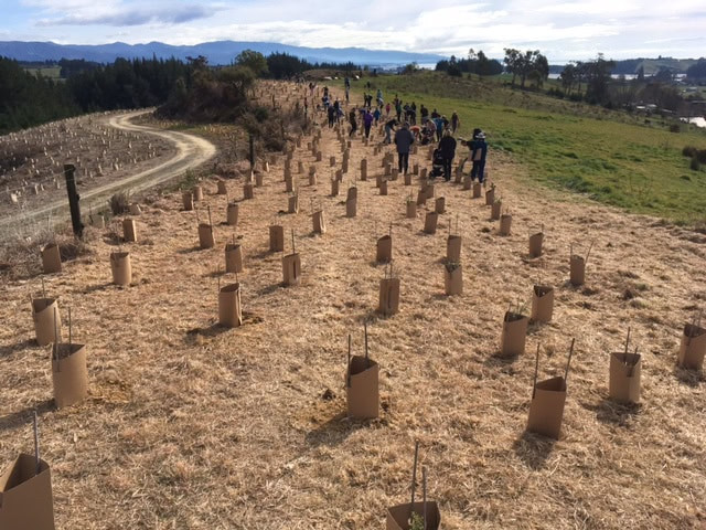 Rows of cardboard EcoShield plant guards along the Te Mamaku Native Corridor, with volunteers fitting guards on newly planted trees in the background